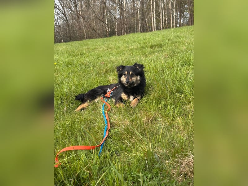 CHARMI, schlaue Zuckermaus, 11 Monate, 35 cm, Tierschutz, Pflegestelle 53783