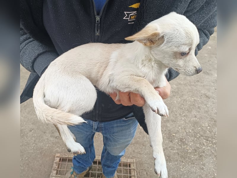 Bibe sucht ein Herz, das sie liebt