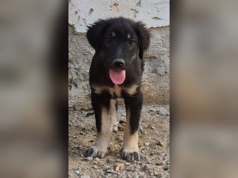 ⭐️DATA⭐️, zaghaftes Hundekind, Hündin, 6 Monate, bis 50 cm ausgew., Mischling, Tierschutz