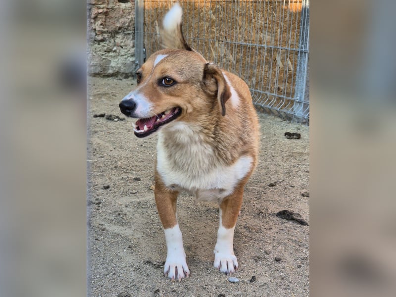 ⭐️FABIENNE⭐️, aufmerksame Hündin, 1 Jahr, 34 cm, Mischling, Tierschutz