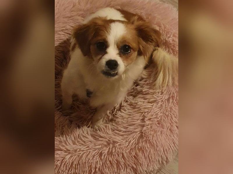 ANA - auf Pflegestelle in 52355 Düren