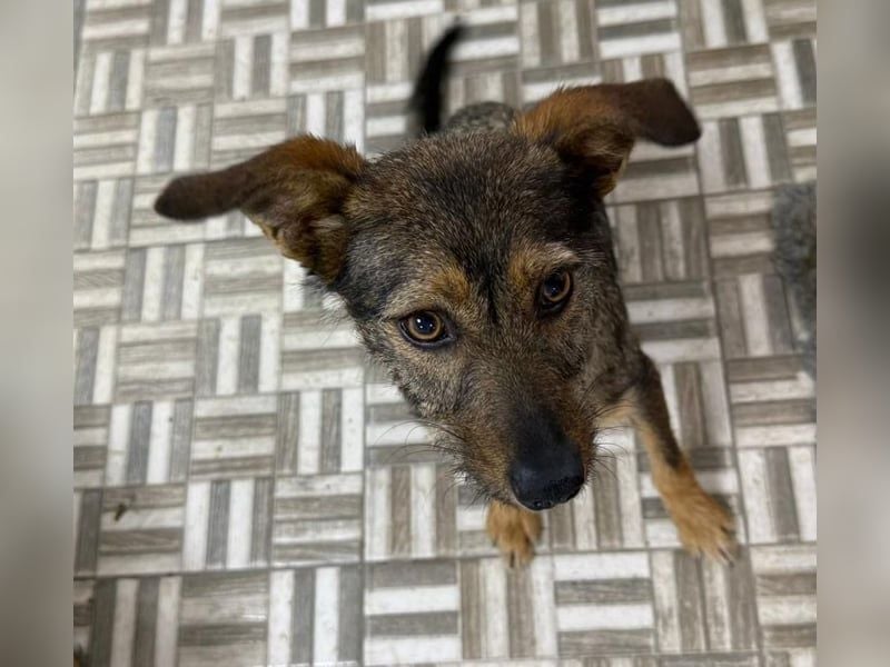 ⭐️ Alexa⭐️, liebevolles Hundekind, 10 Monate, 36 cm, Mischling, Tierschutz