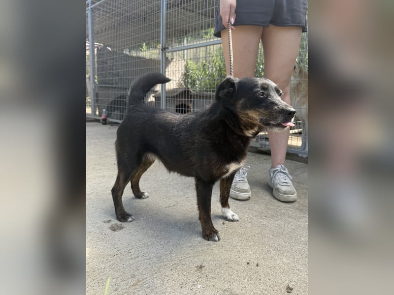 Trixie - Kämpferin sucht großes Glück