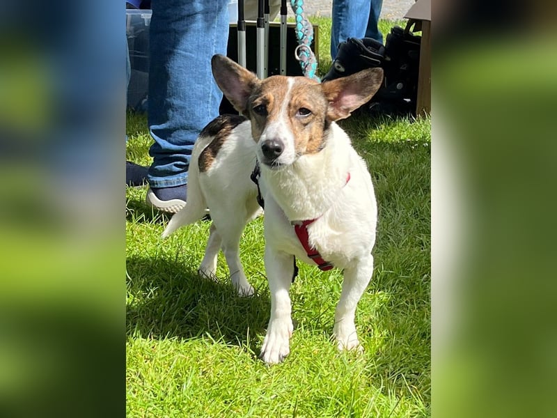 MOLLY, zarte Seele, 3,5 Jahre, 27 cm, Pflegestelle 53773, Tierschutz Rumänien