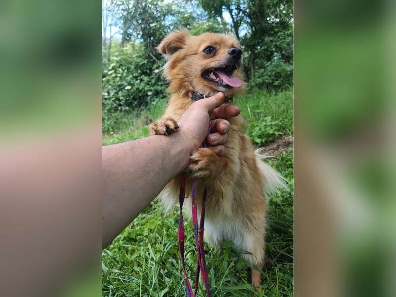 Luna Tierschutzhund sucht ein Zuhause