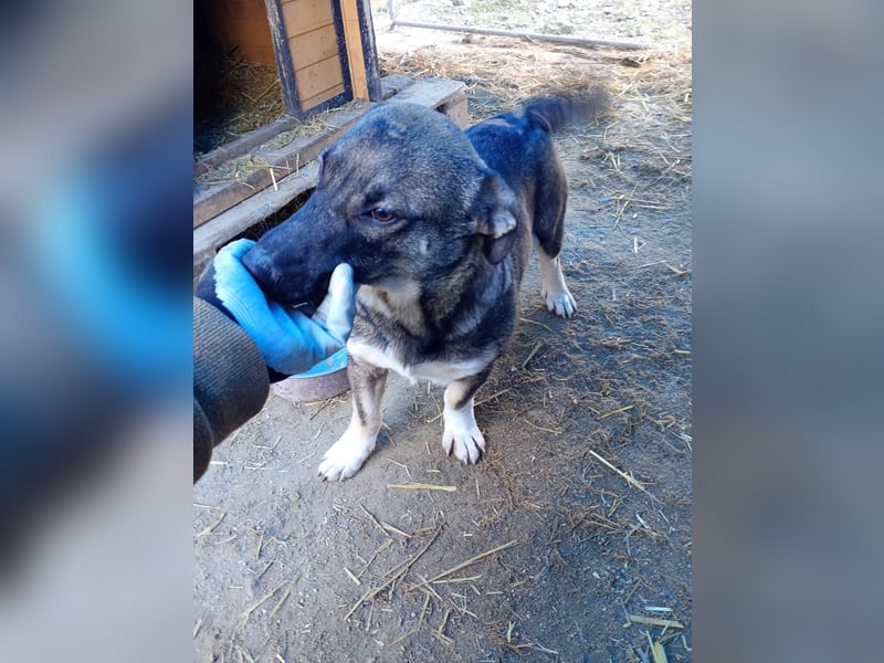 ⭐️ILLA⭐️, Zuckermaus, Hündin, 1 Jahr, 34 cm, Mischling, Tierschutz