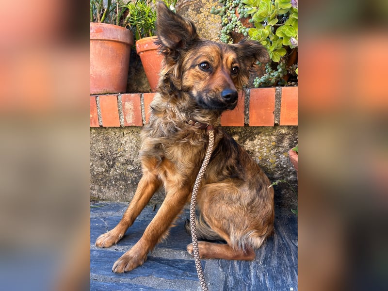 Zauberhafter Joka wartet in Portugal auf unserem Tierschutzhof!
