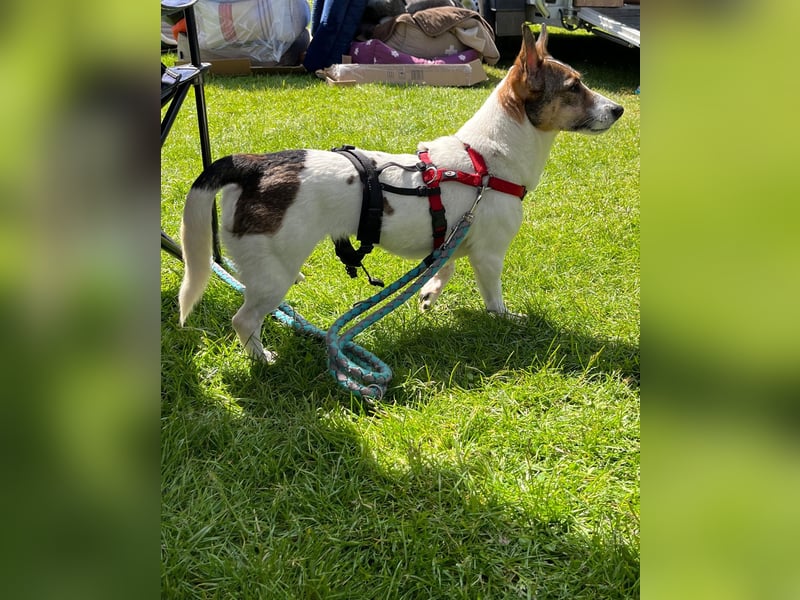 MOLLY, zarte Seele, 3,5 Jahre, 27 cm, Pflegestelle 53773, Tierschutz Rumänien