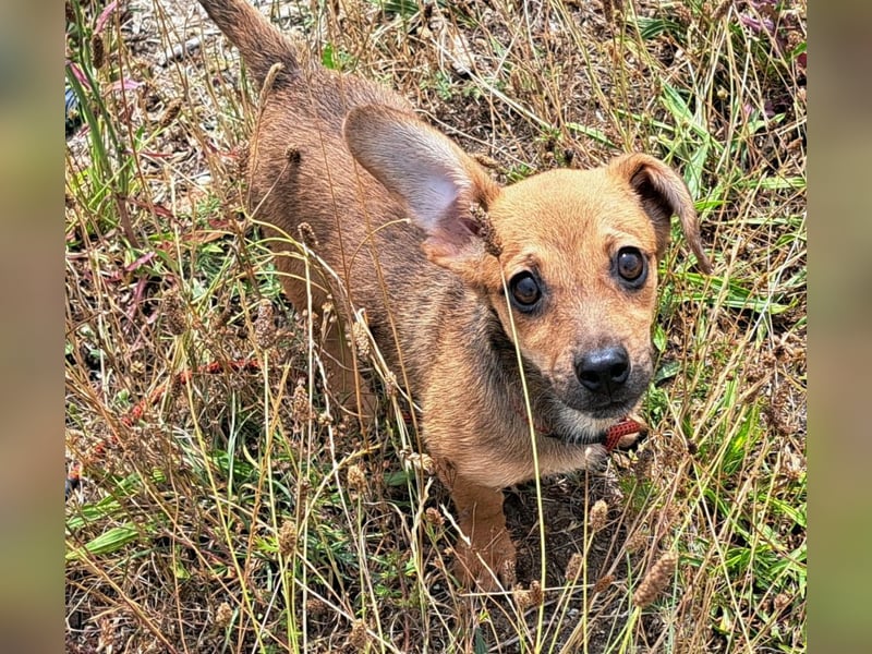 Kleine Lumi kann bald in Hessen besucht werden