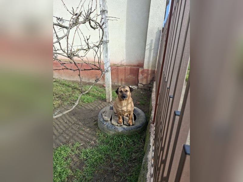 Lisa 29cm , kleines liebes Mädel 35 cm, möchte Rumänien verlassen