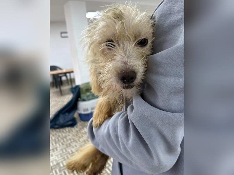 ⭐️LILO⭐️, Hündin, 2 Jahre, 30 cm, Mischling, Tierschutz