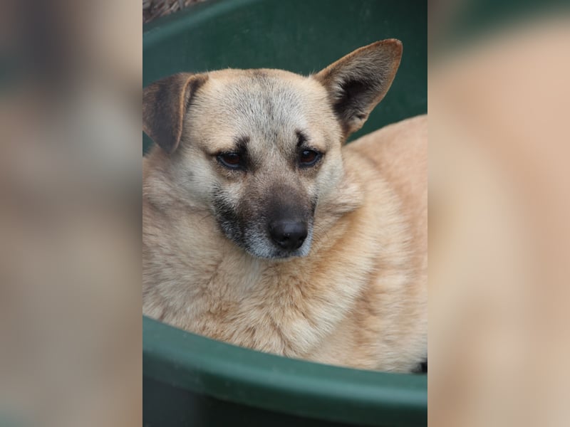 TONI, verschmustes Notfellchen, 3 Jahre, 29 cm, Mischling, Tierschutz Rumänien