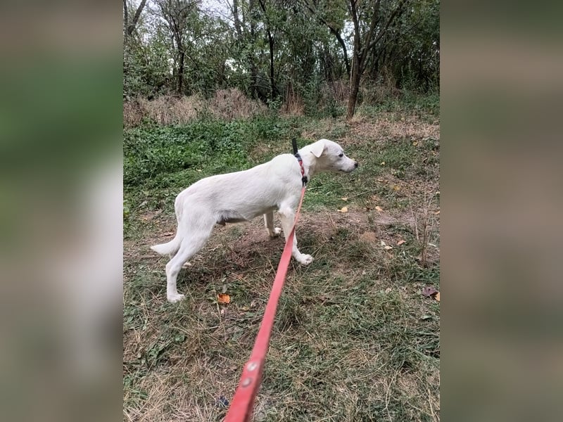 Zeus Tierschutzhund sucht ein Zuhause