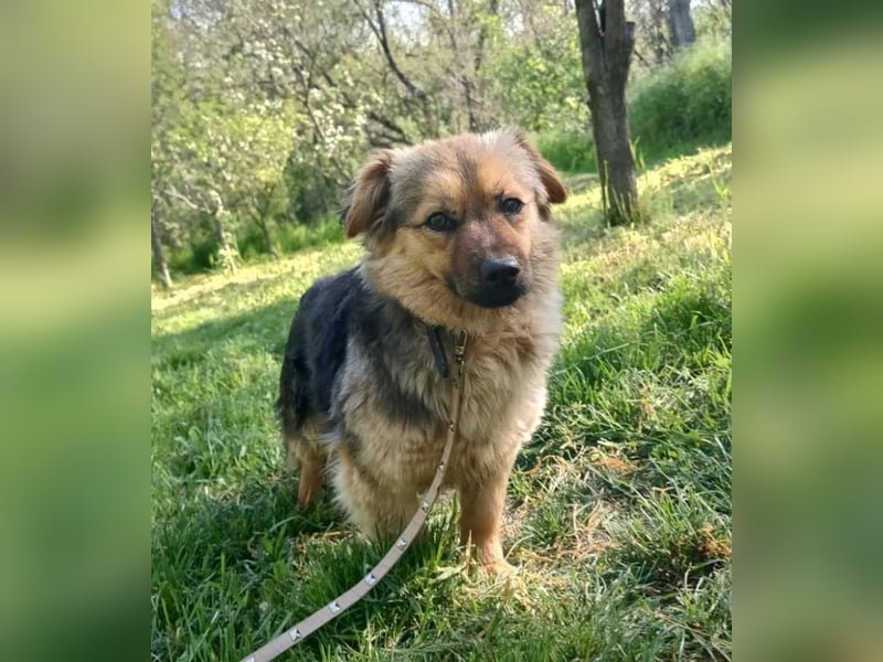 Milly Tierschutzhund sucht ein Zuhause