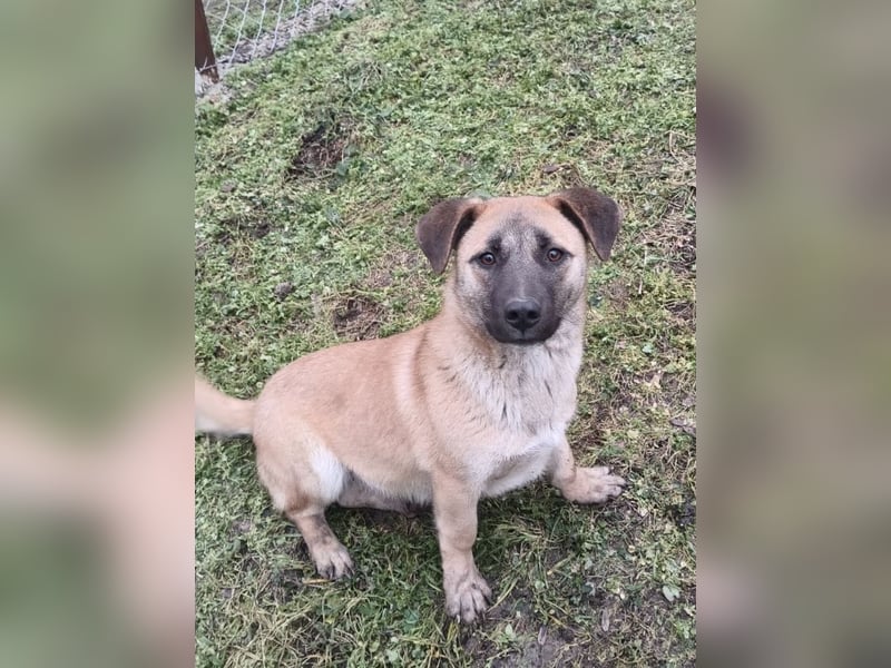 Zara Tierschutzhund sucht ein Zuhause