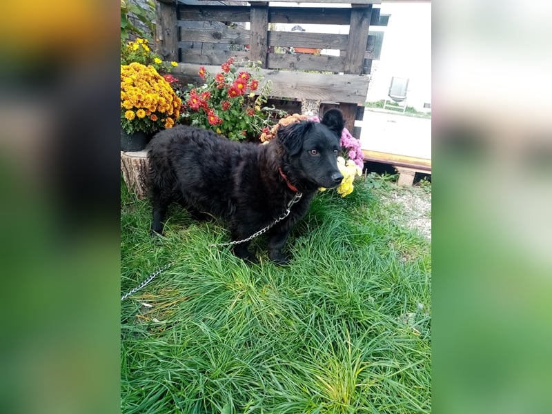 Welpe/Junghund Stevie, lebt in Koblenz in einem Tierheim