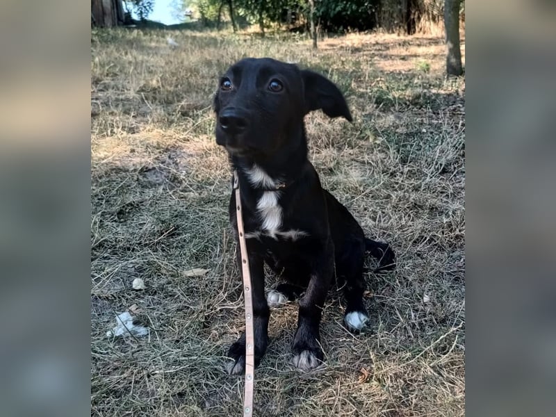 Lilu Tierschutzhund sucht ein Zuhause