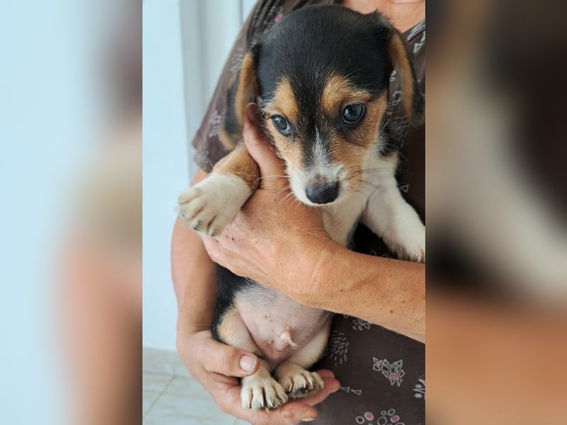 Yuki - kleiner Mann auf der Suche nach seinem Glück