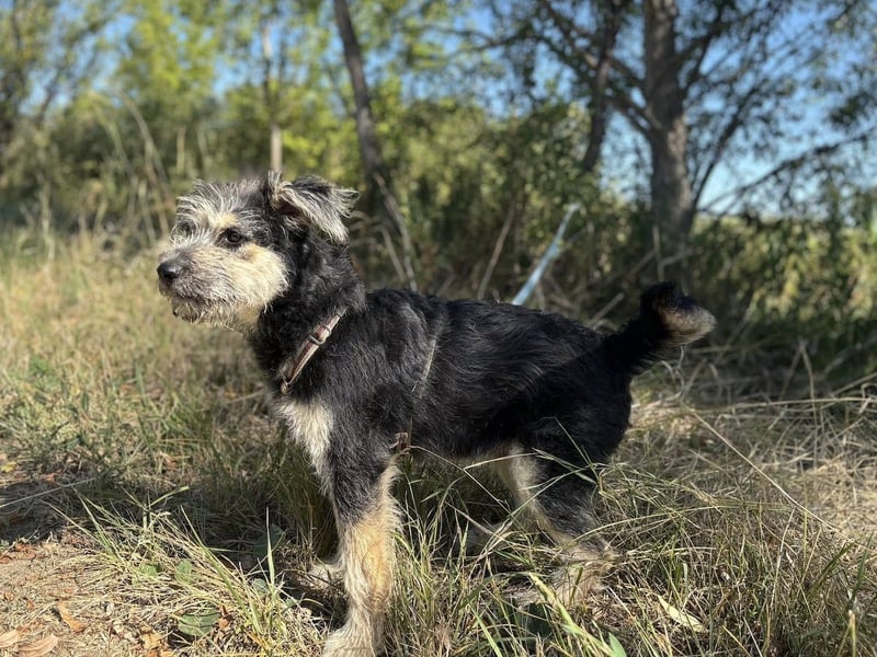 Ozzy - sucht eine herzliche Familie!