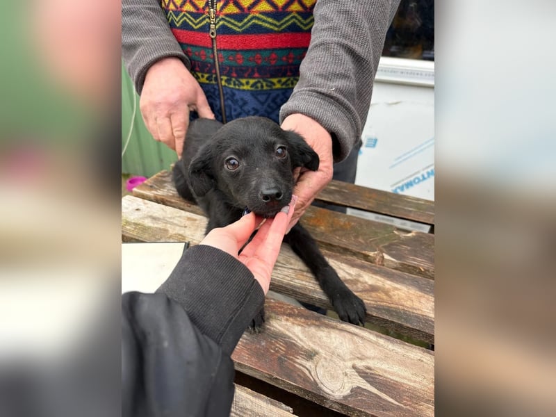 Esma – ein Herz auf vier Pfoten