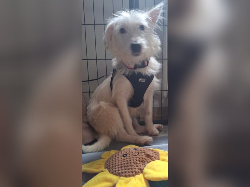 NISSI, verspielte Schmusemaus, 7 Monate, 34 cm, Mischling, Tierschutz, Pflegestelle 53773