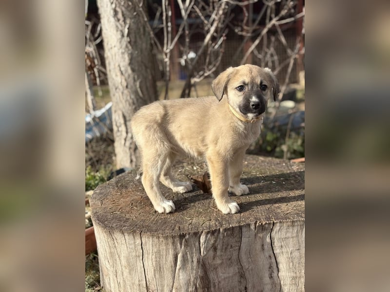 Nala sucht ihr Glück