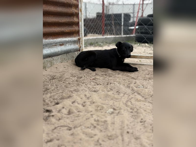 Esma – ein Herz auf vier Pfoten