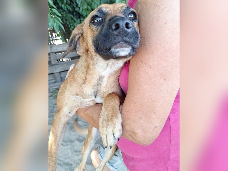 OLLI, lustiger Hundejunge, 1 Jahr, 36 cm, Mischling, Tierschutz