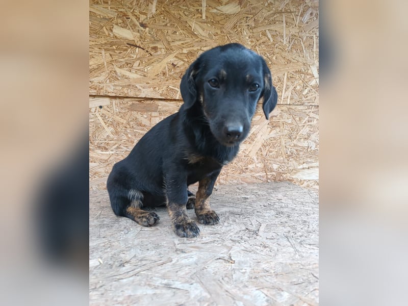 Zoe Tierschutzhund sucht ein Zuhause