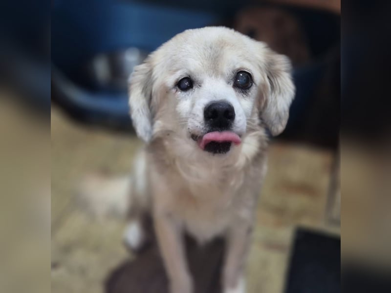 Kleiner Rüde Clyde sucht sein neues Zuhause