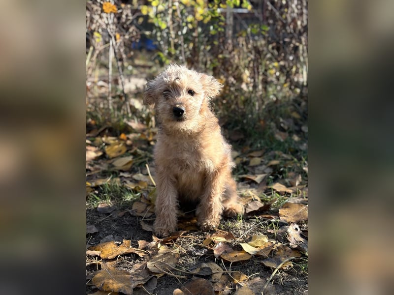 Masni - Zuckersüße Hündin sucht Zuhause