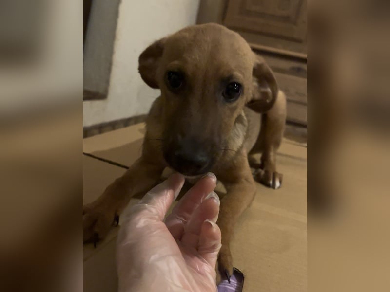 ⭐️BIBOSCH⭐️, Rüde, 4 Monate, 30 cm, Mischling, Tierschutz