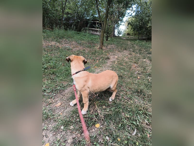 Zara Tierschutzhund sucht ein Zuhause