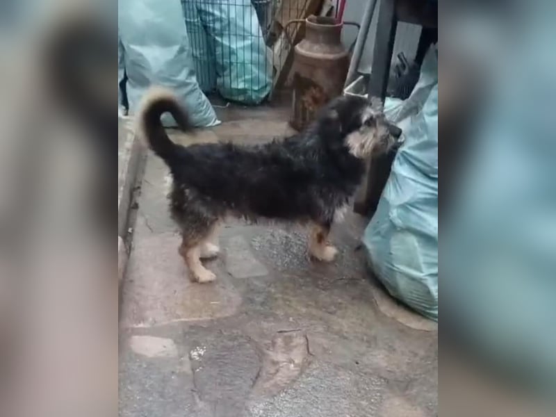 JAROD, pfiffiges Kerlchen, 2 Jahre, 33 cm, Mischling, Tierschutz Rumänien