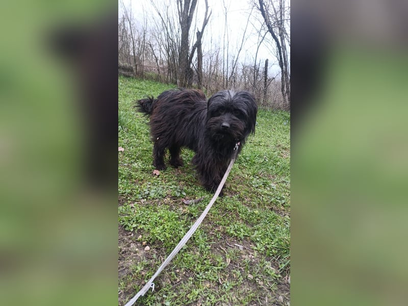 Kalle Tierschutzhund sucht ein Zuhause