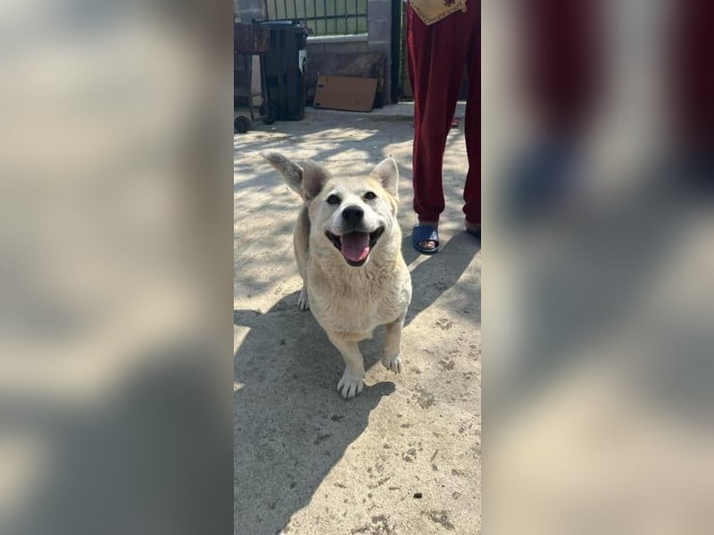 Mädel Aluna 35 cm, möchte Rumänien schnell verlassen