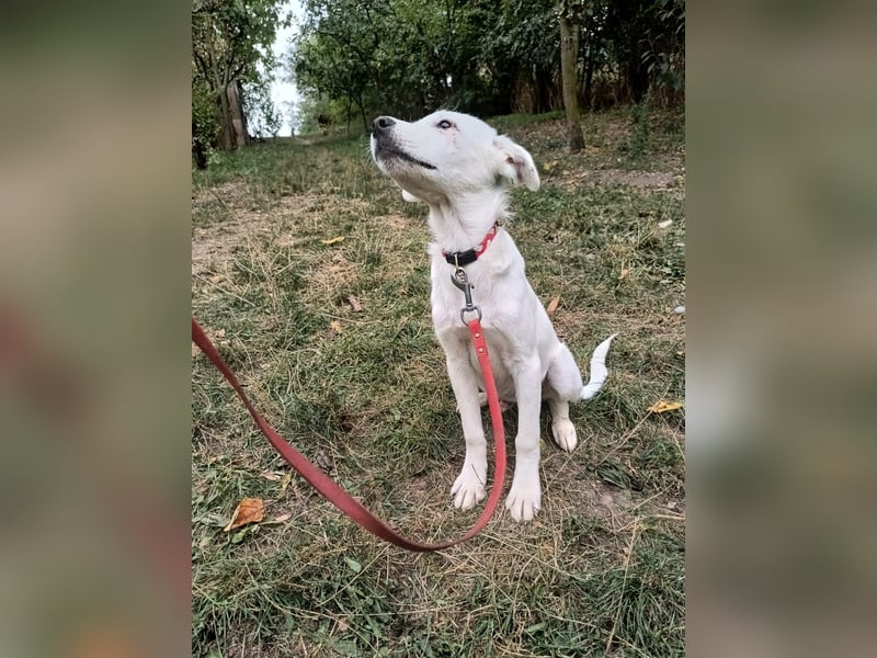 Zeus Tierschutzhund sucht ein Zuhause