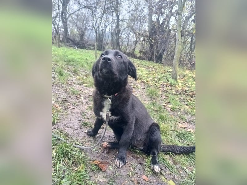 Lilu Tierschutzhund sucht ein Zuhause