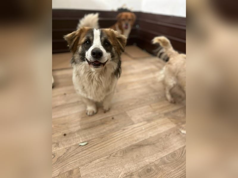 TOC, süßer, kleiner Kerl, Rüde, 2 Jahre, 35 cm, Mischling, Tierschutz