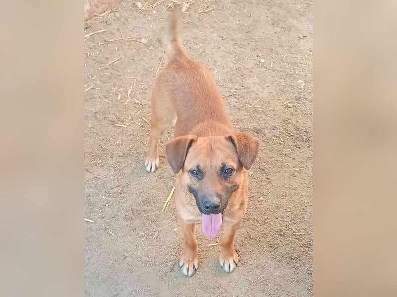⭐️OLLI⭐️, lustiger Hundejunge, 1 Jahr, 36 cm, Mischling, Tierschutz