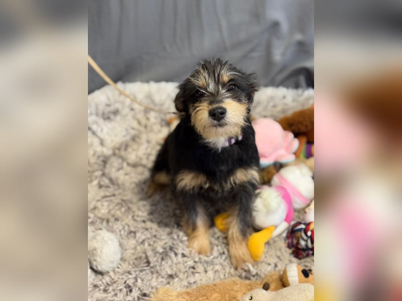 kleiner Texton sucht Dich!