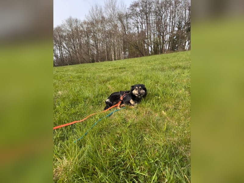 CHARMI, schlaue Zuckermaus, 11 Monate, 35 cm, Tierschutz, Pflegestelle 53783