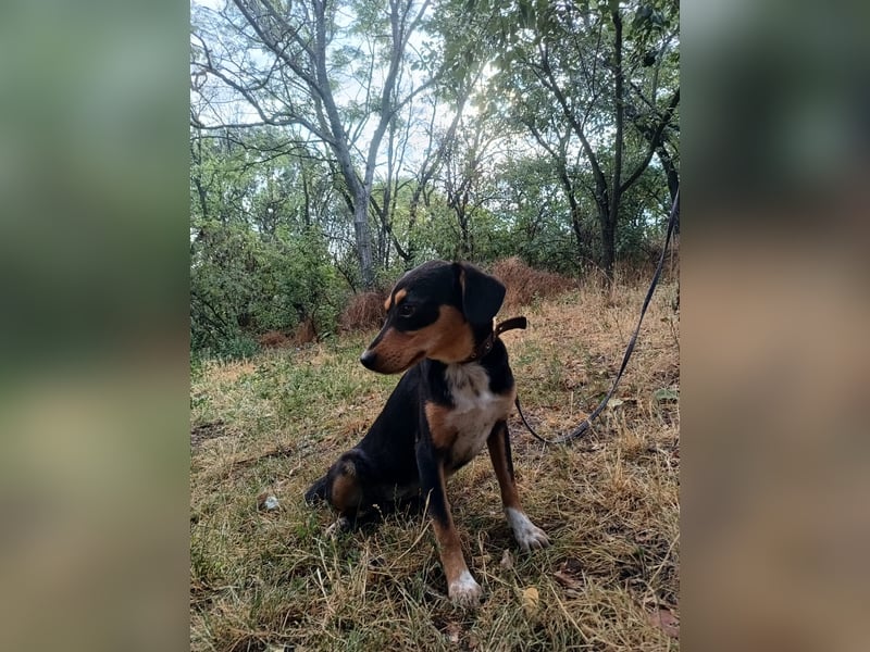 Cleo Tierschutzhund sucht ein Zuhause