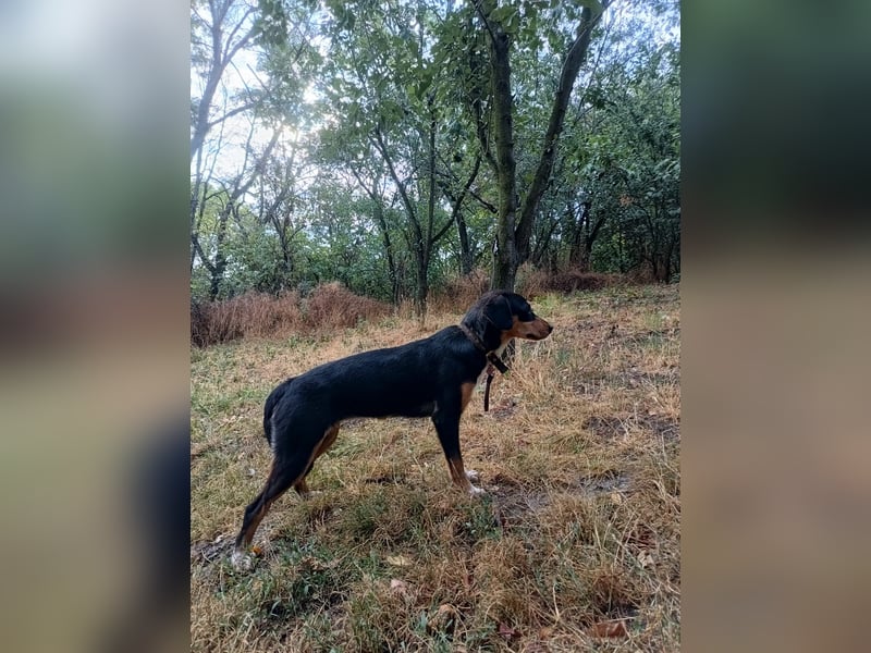 Cleo Tierschutzhund sucht ein Zuhause
