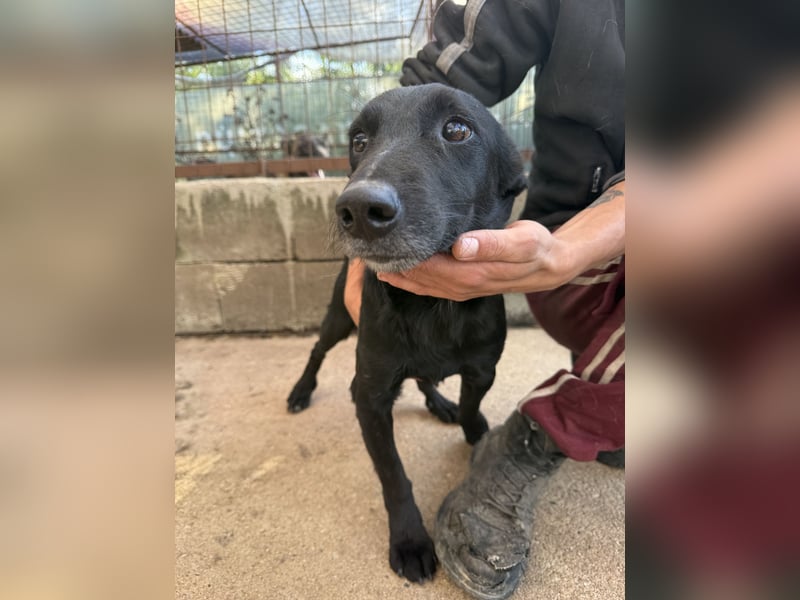Majka, zarter, lieber Hundemann