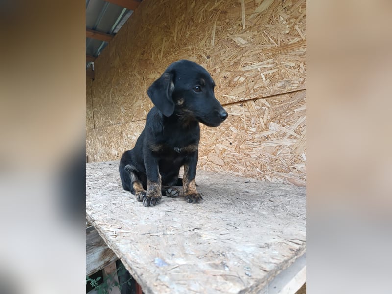 Zoe Tierschutzhund sucht ein Zuhause