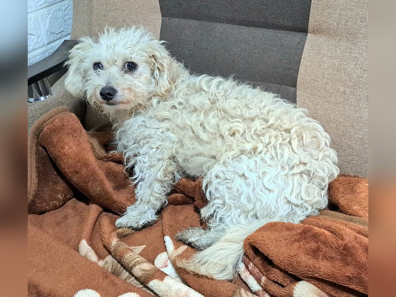 Der kleine Fizz sucht ein liebevolles Zuhause
