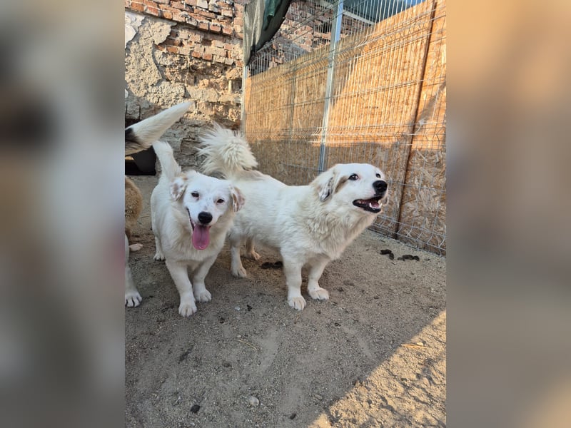 ⭐️FINJA⭐️, Hündin, 1,5 Jahre, 34 cm, Mischling, Tierschutz