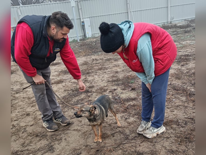 Poppy - Verdient endlich ein liebendes Zuhause!