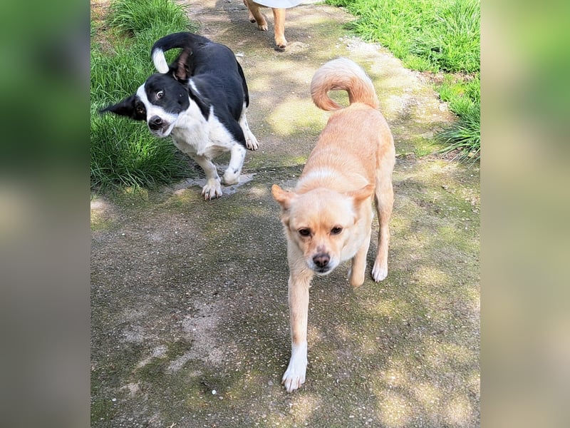 Bernie habe ich aus dem Tötungsshelter gerettet, nun wartet er sehnsüchtig auf ein Zuhause